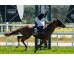  Carrera: P.AEGRI Monta: Sr.Lezama A. Caballo: Spanish Ruler